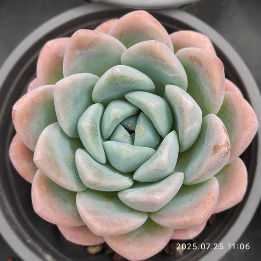 NGN548 アイスグリーン （9cm pot）