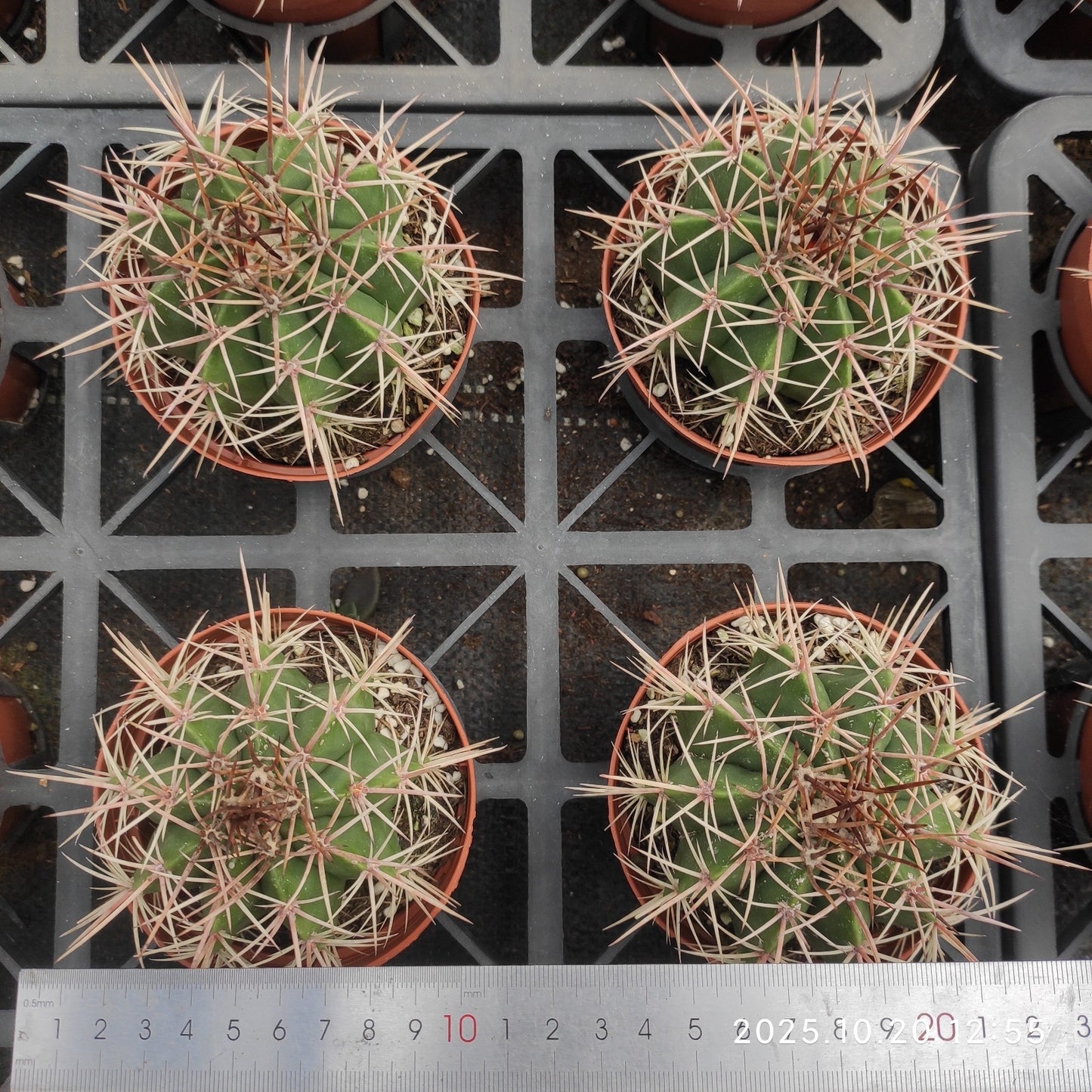 ZXX610 メロカクタス・アモエヌス （12cm pot）