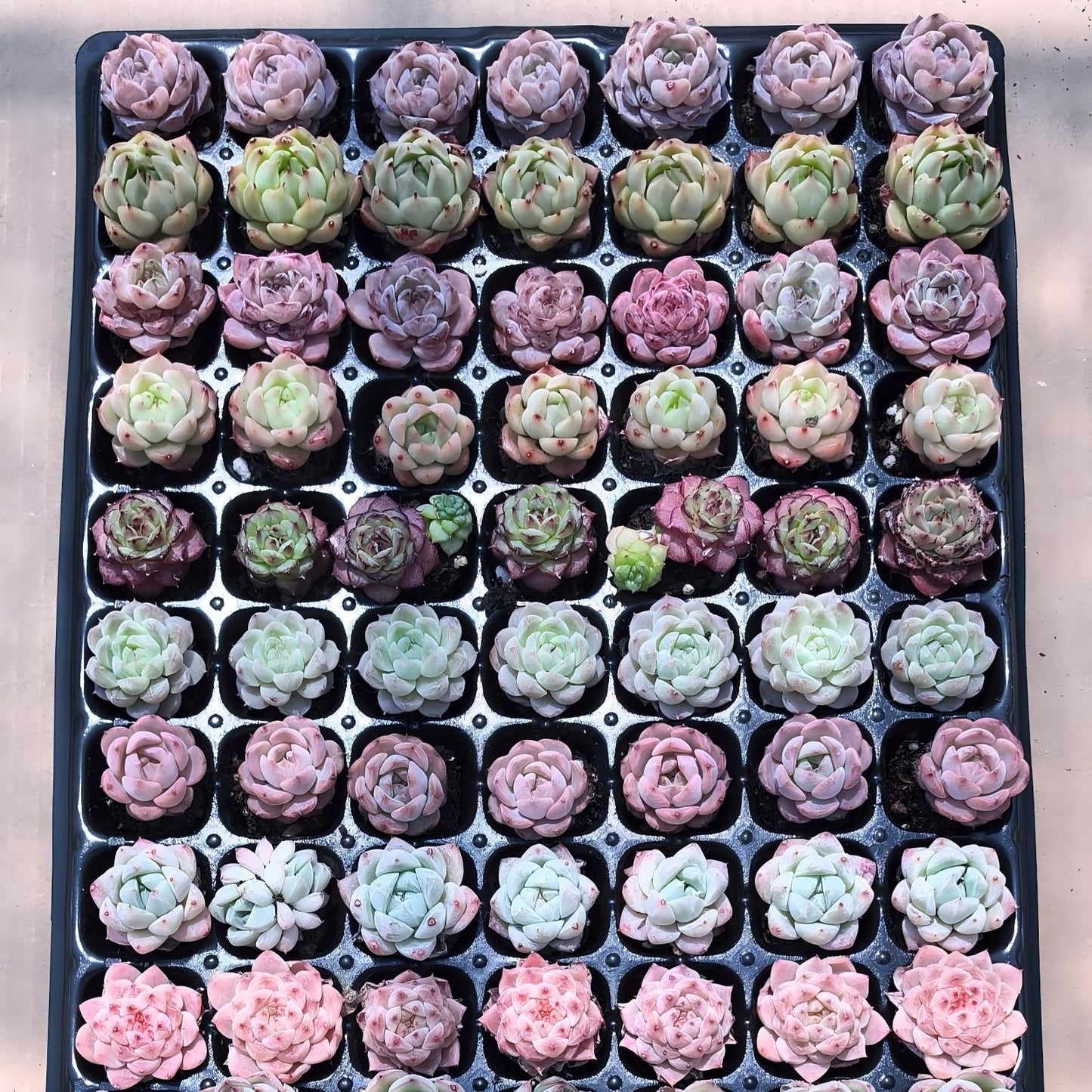 105穴鍼灸プレートの組み合わせ 22