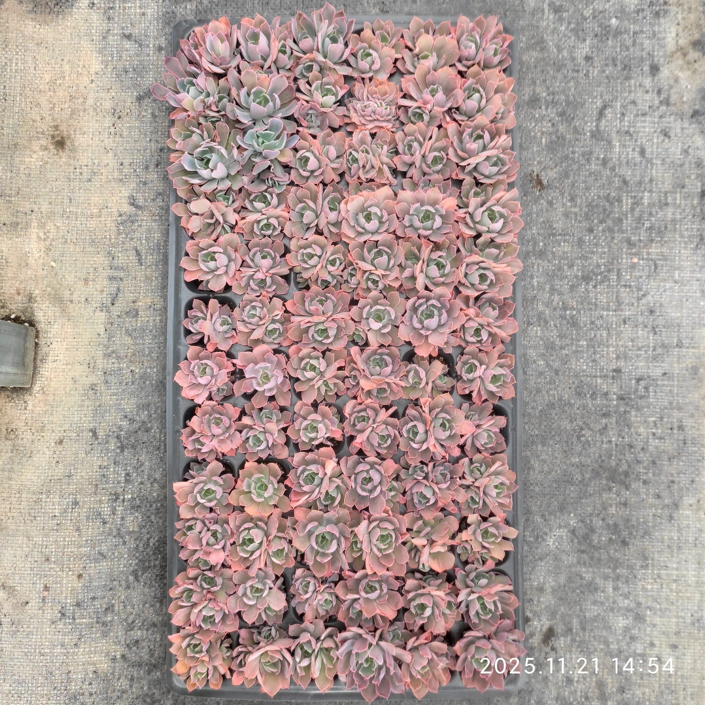 220717  ネオンブレイカー（3cm pot）（ポット苗）