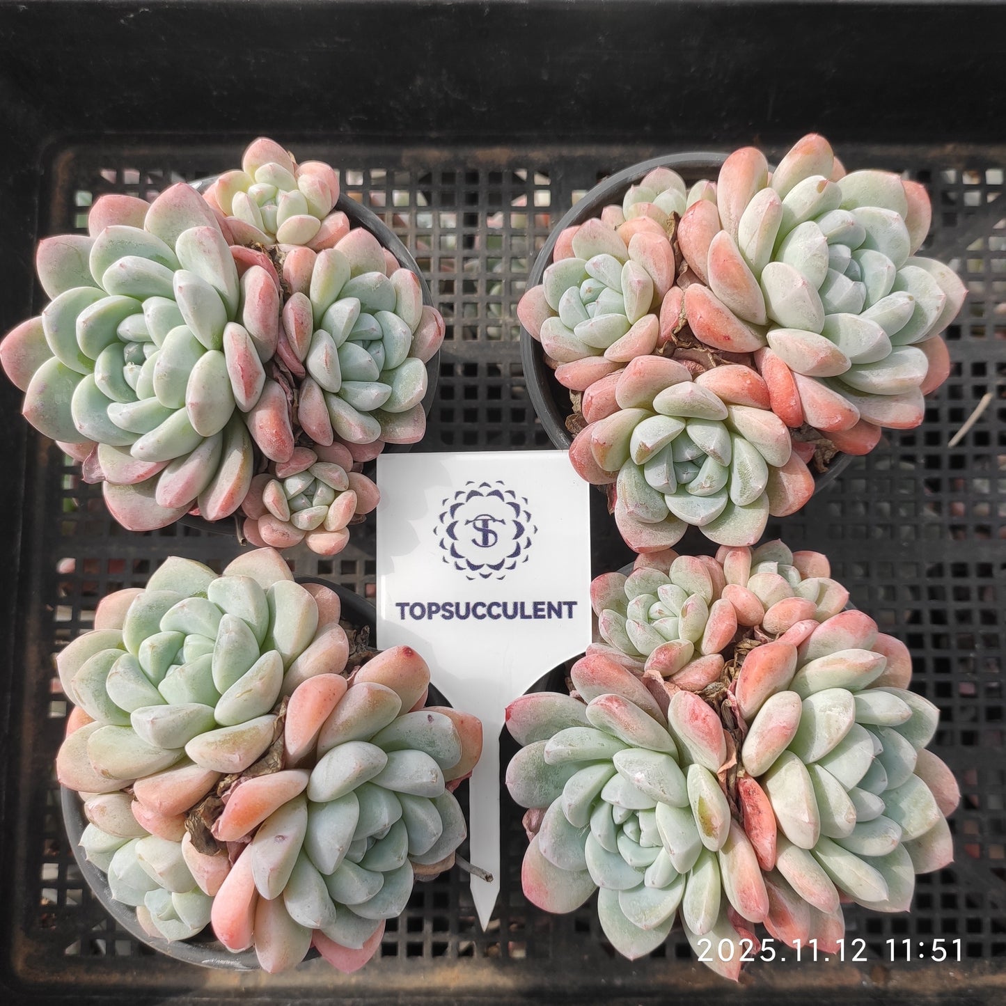 22510  ジェイドバタフライ（9cm pot）