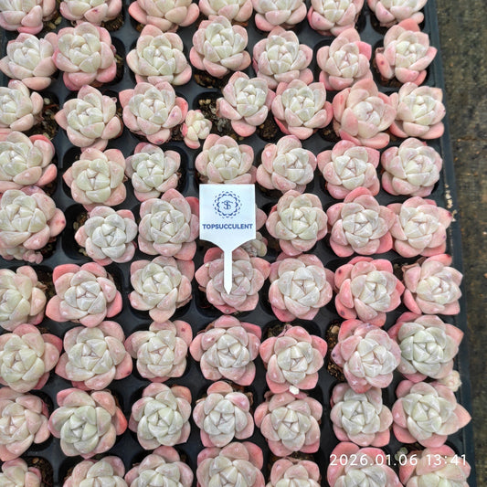 24369 アイスグリーン