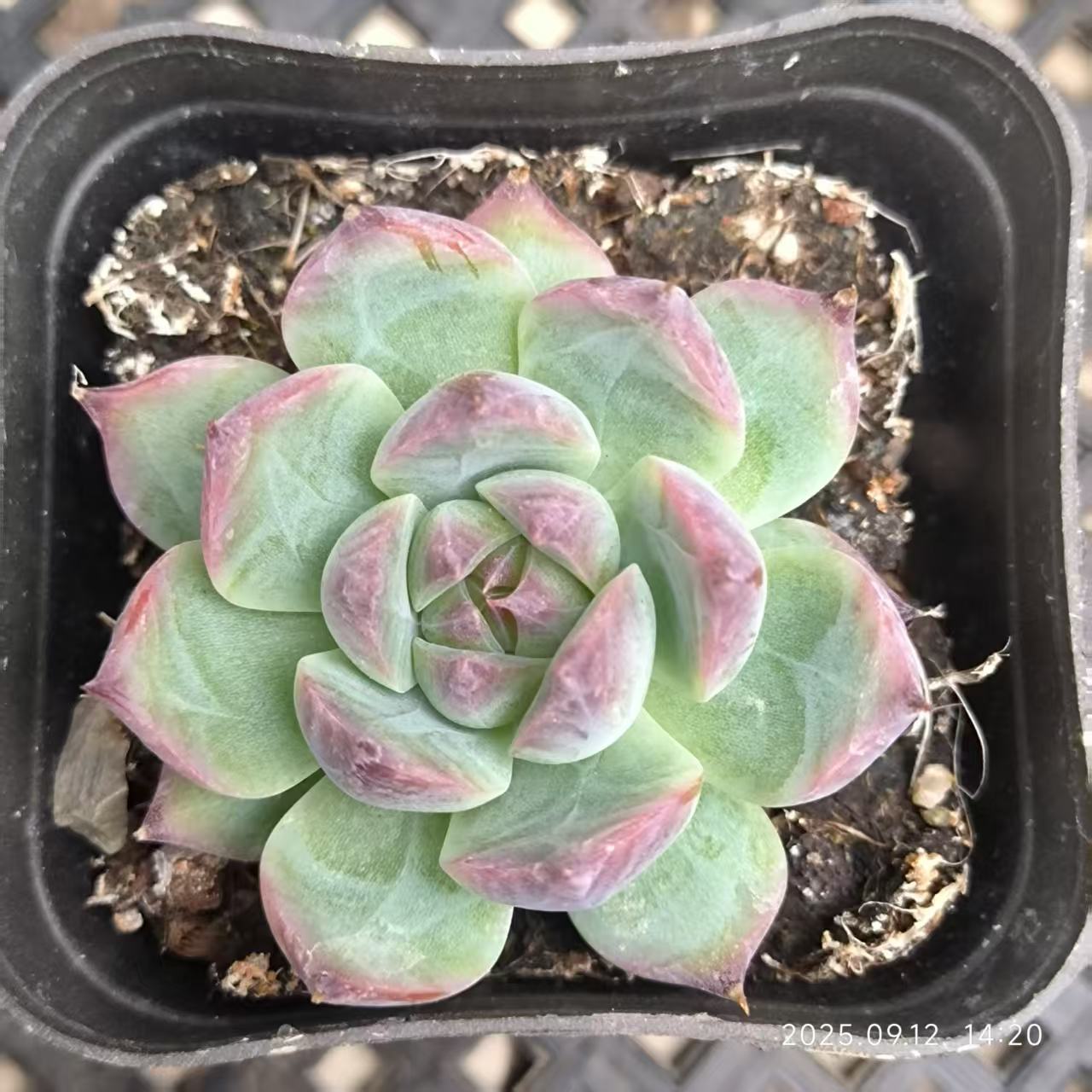 RDD283 コロラータ (6.5cm pot)