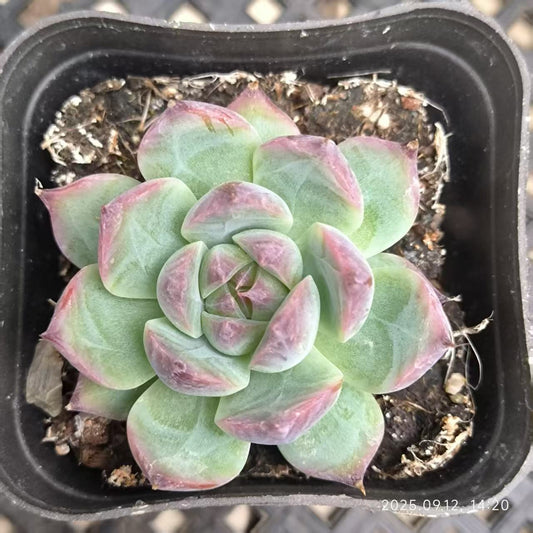 RDD283 コロラータ (6.5cm pot)