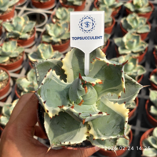 21842 王妃甲蟹覆輪