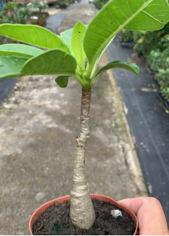 FGY012 パキポディウム デケーリー (2cm pot)葉がなし