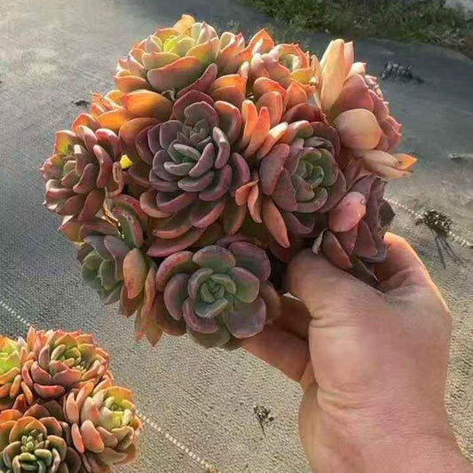 261061 シトラスドリーム