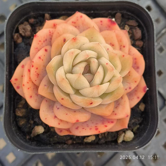 LG777 ビッグバン (6.5cm pot)