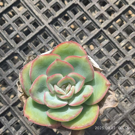 FFH330 モーニングデュー（6.5cm pot）