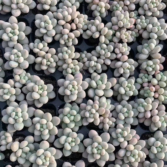 23453 オーベファーラム　ジェニーHyb（3cm pot）（ポット苗）