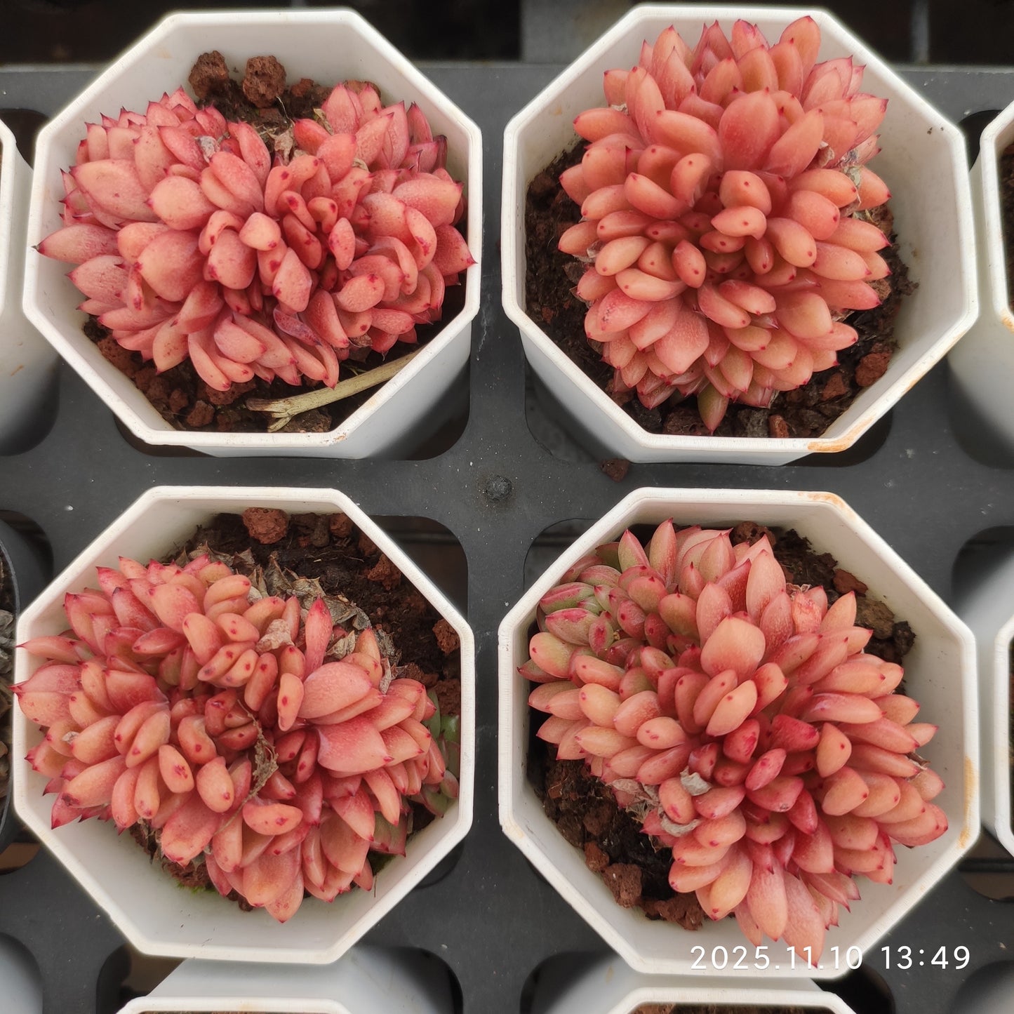 22588  レッドキング綴化（6.5cm pot）