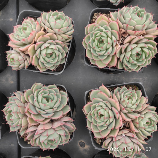 22291 ベンバディズ（7cm pot）