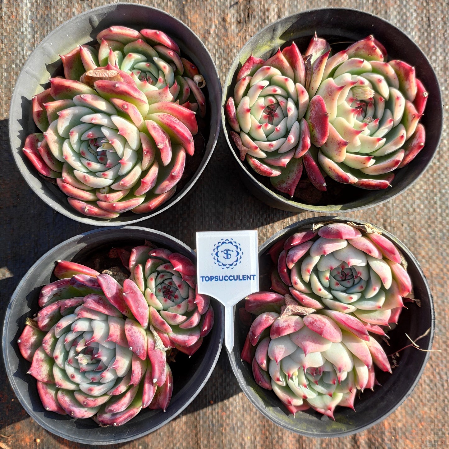 24503 チワワエンシス