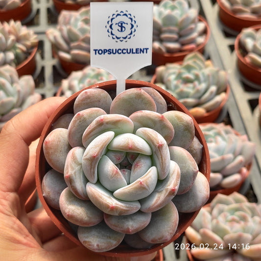 11724 オレンジモンロー