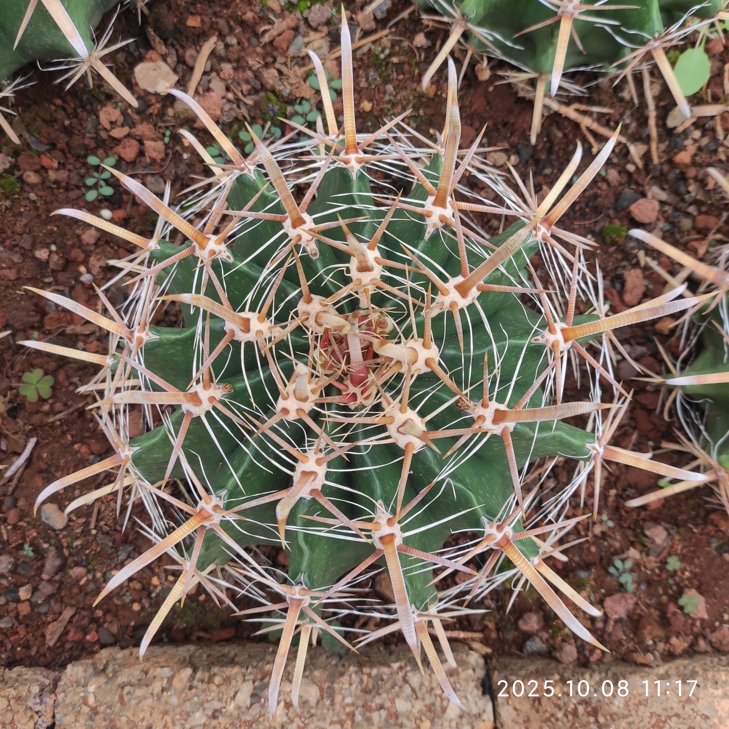 DMC044 フェロカクタス 半島玉（18cm pot）