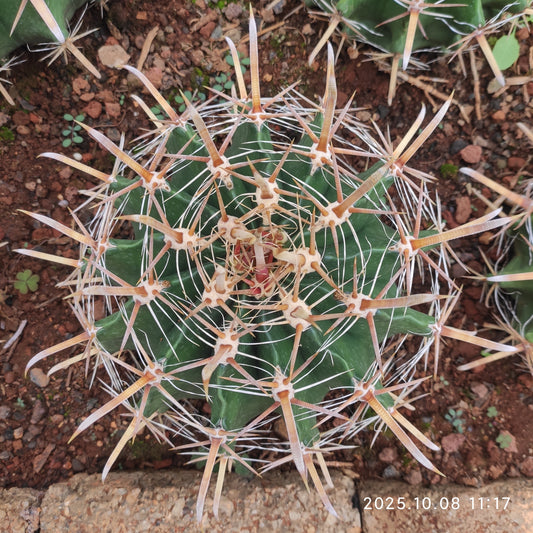 DMC044 フェロカクタス 半島玉（18cm pot）