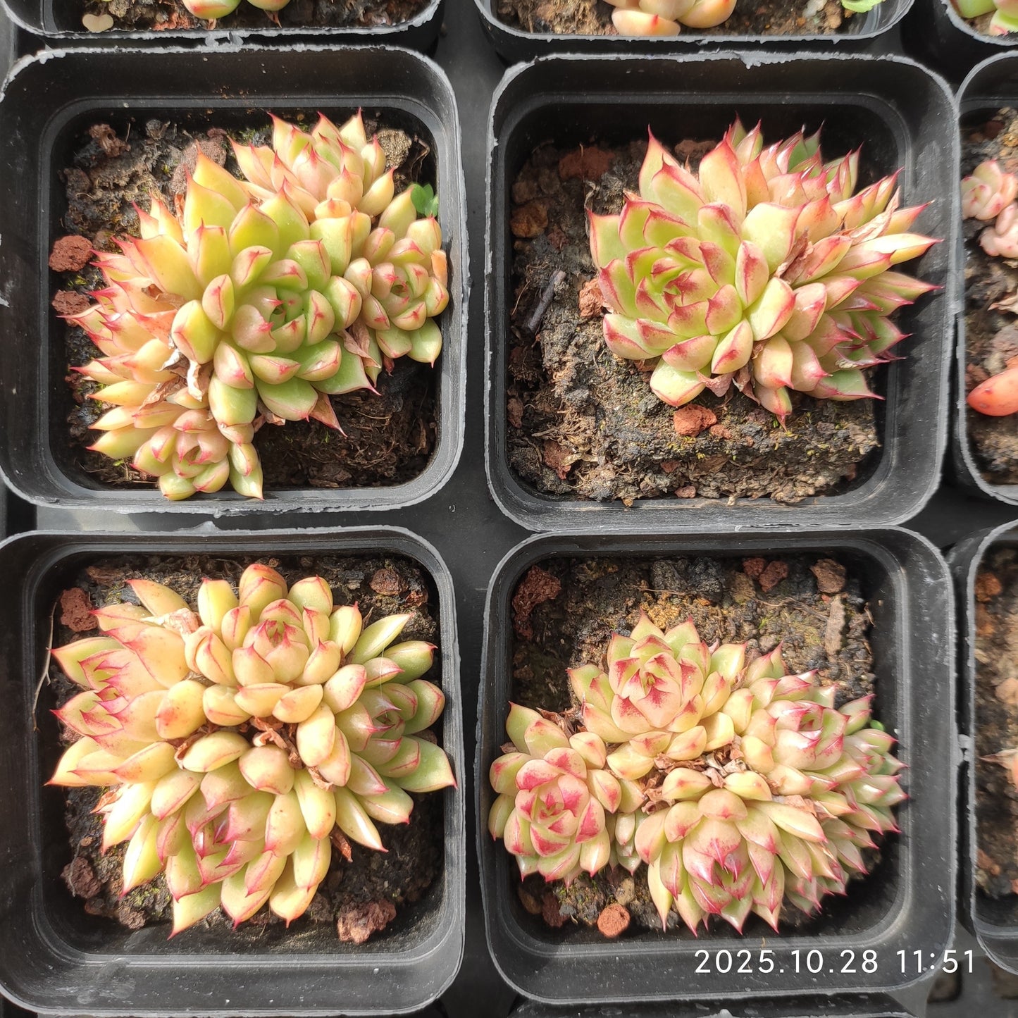 22193 レッドアイラッシュ（7cm pot）