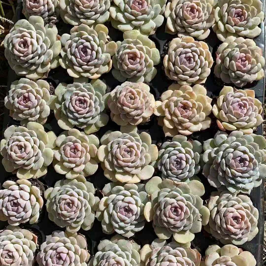 23593 スノーフェイス（3cm pot）