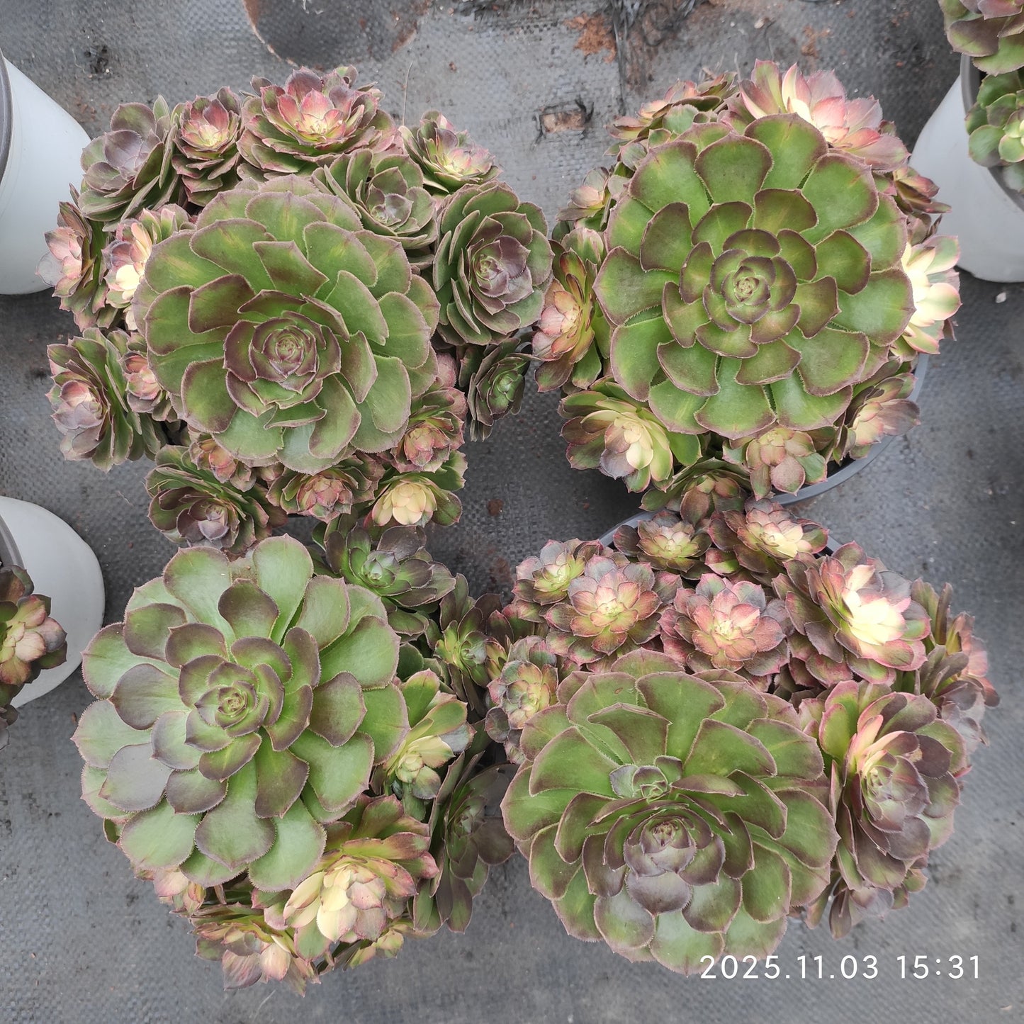 22318 シー　キング（18cm pot）