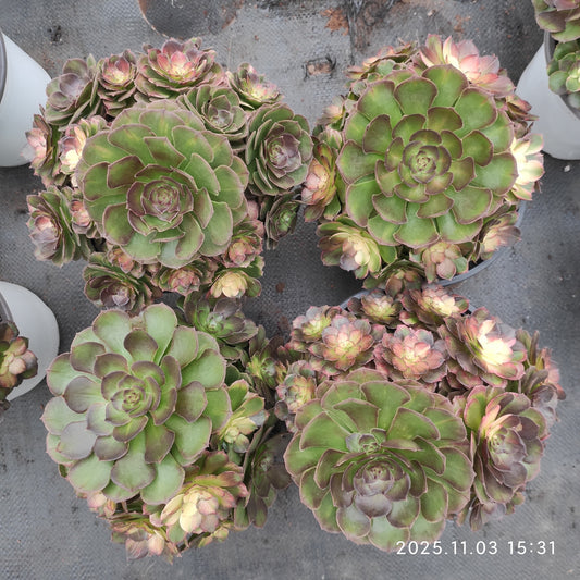 22318 シー　キング（18cm pot）