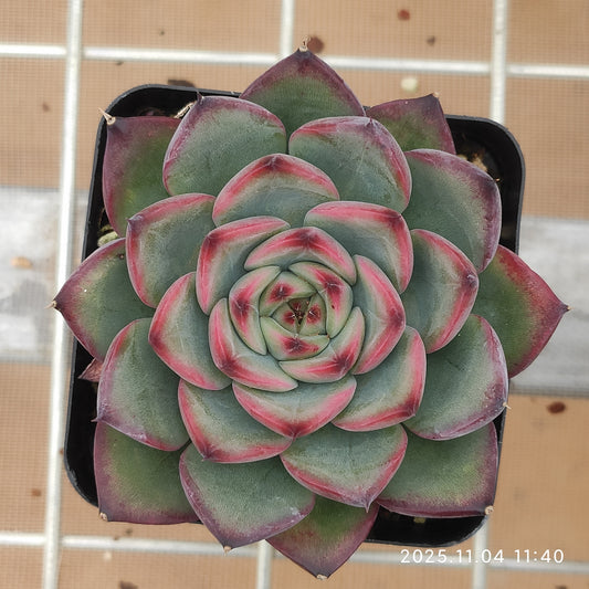 22276 ファイヤーピラー（7cm pot）