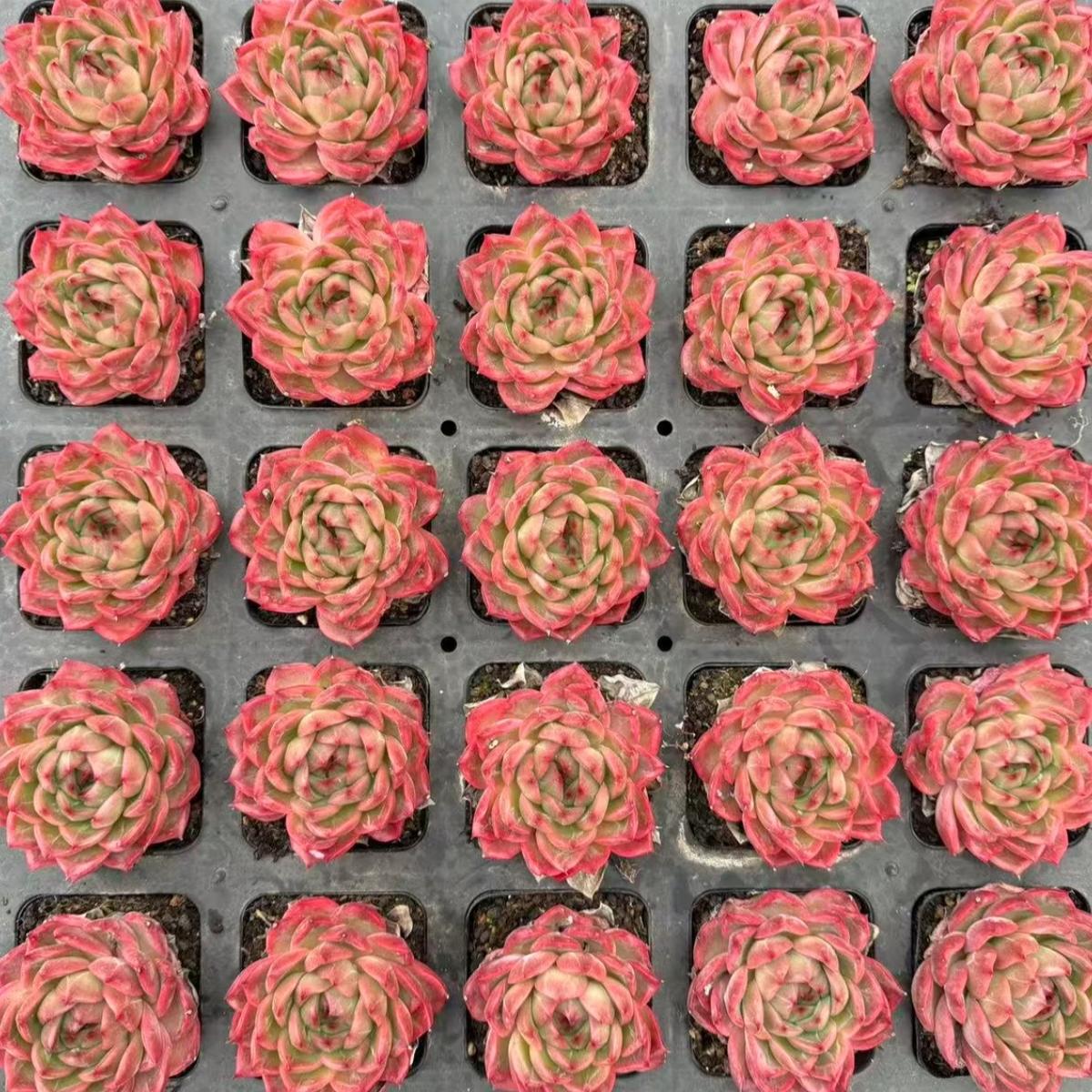 22633  パイナップル　オリンジ（6cm pot）