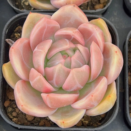 QNY135 シャンペン錦（6cm pot）