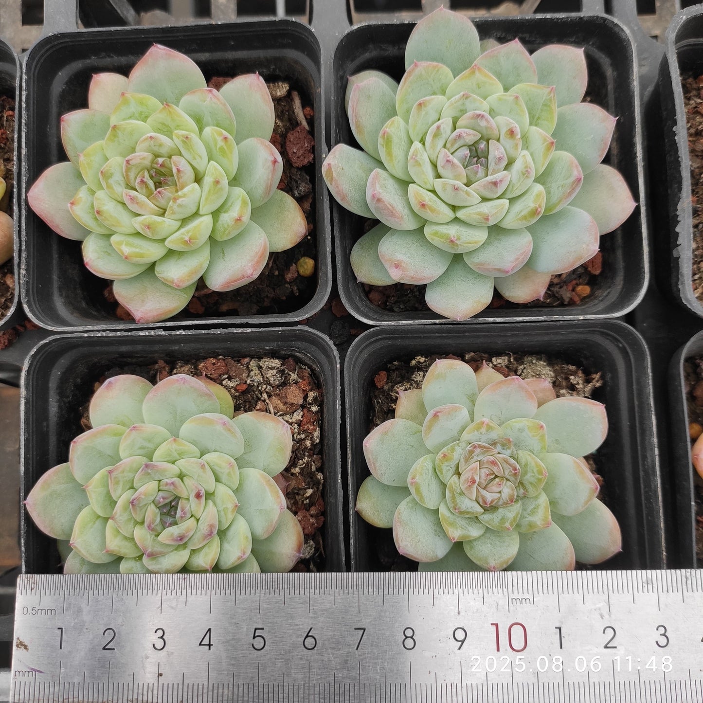 THH009 アイス（7cm pot）