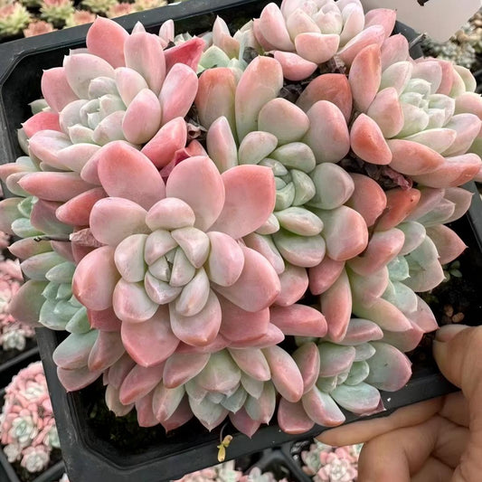 22629  ムーン　ベー（15cm pot）