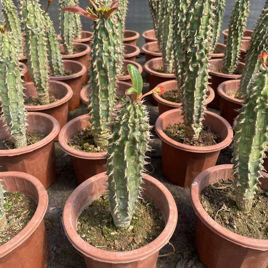 ZL499 噴火竜（6cm pot）