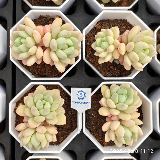 23811 マグノリア