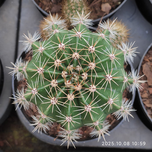 DMC071 エキノプシス　シック　ハイブリドズ（9cm pot）