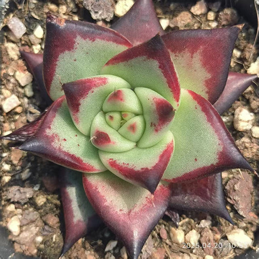 HC086 エボニー（6.5 cm pot）