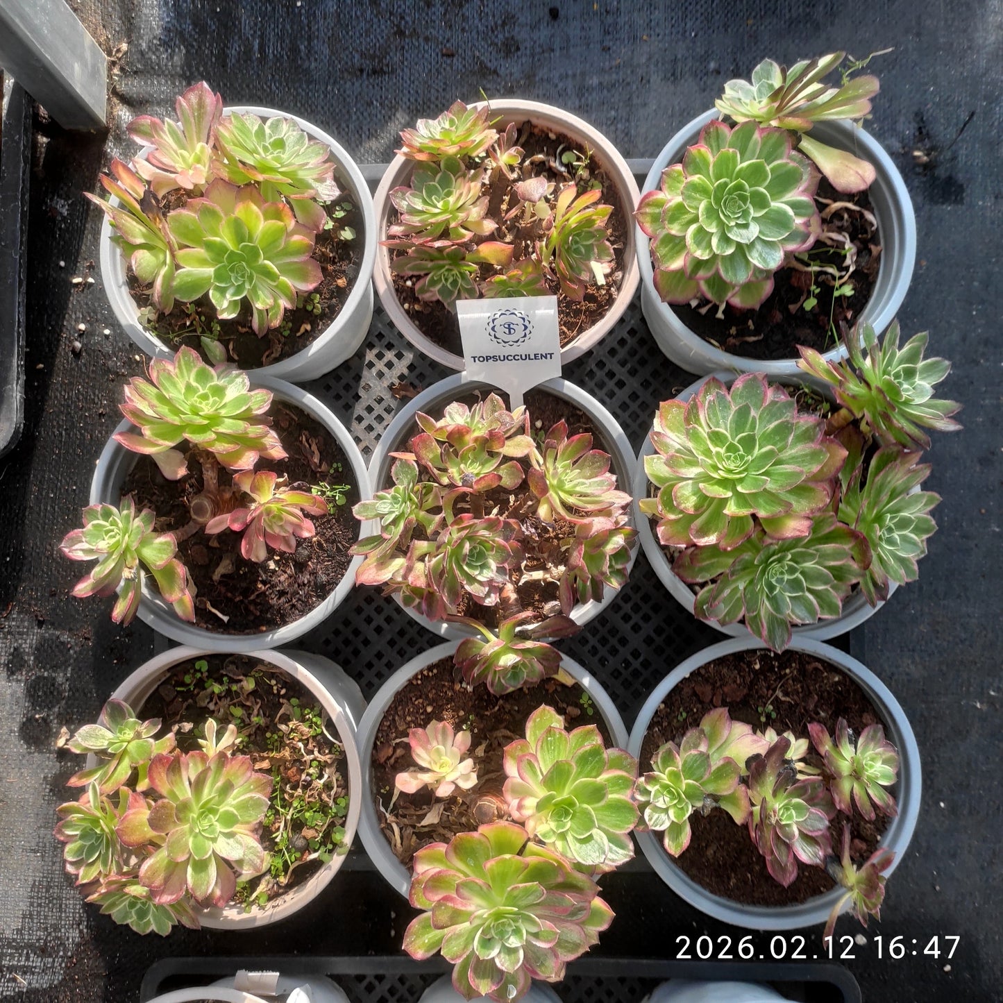 25829 カロフル　ランターンズ