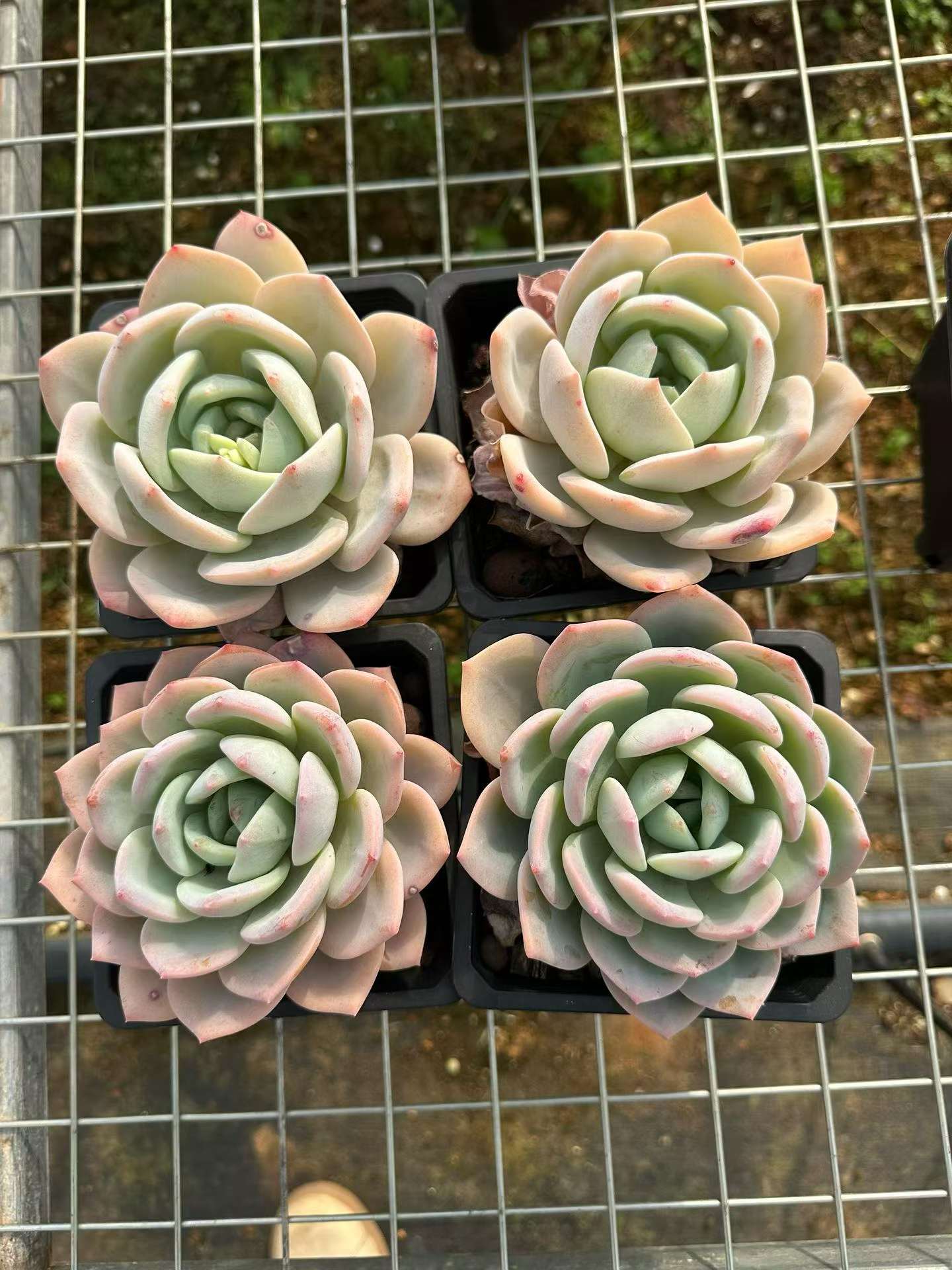 360171 フェニックスオレンジ
