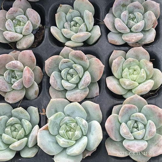 JC109 ホワイトオレンジ (3cm pot)