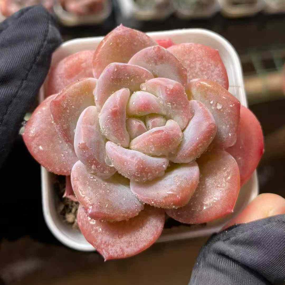 24787 ドリーム　グレース