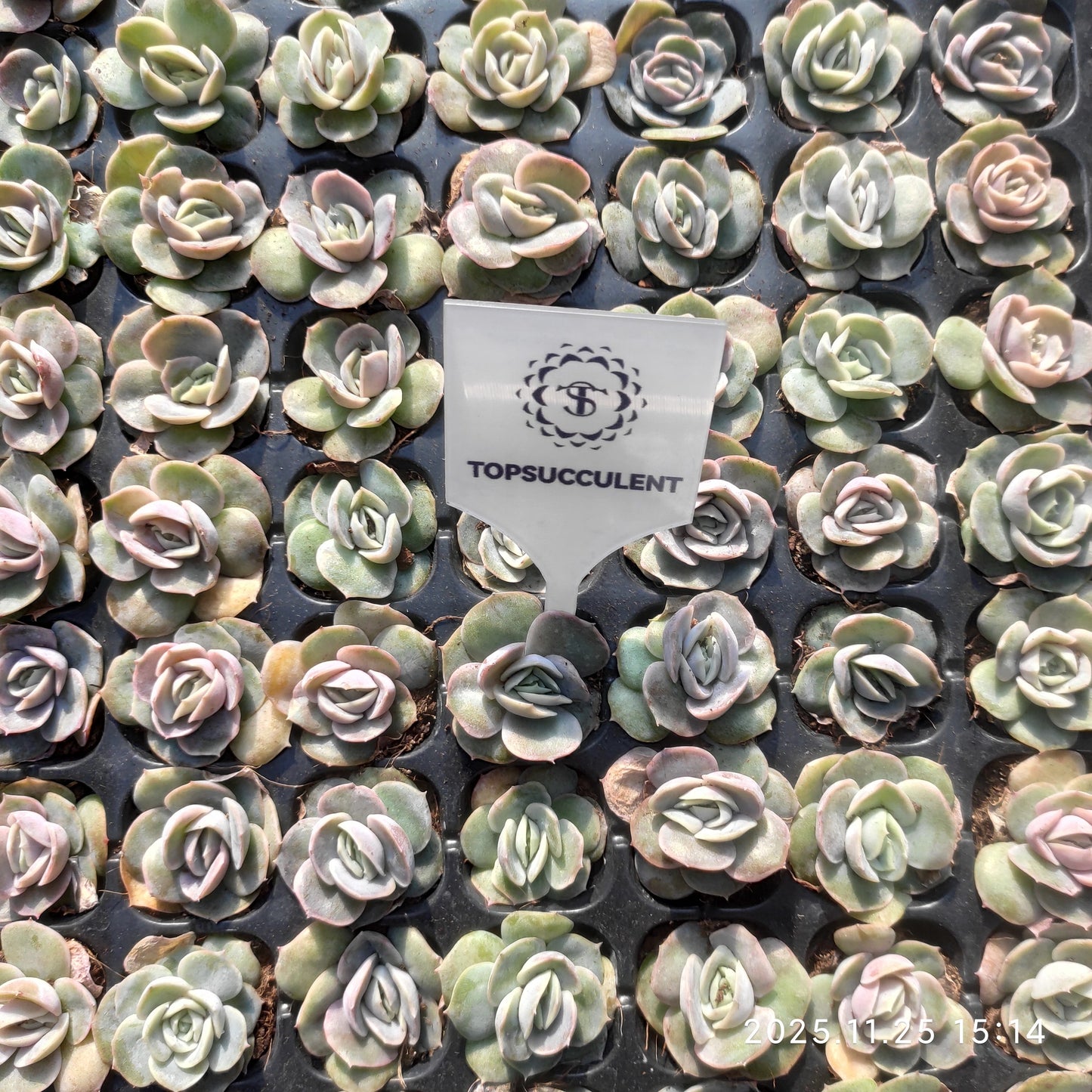 220661 ブルーサプライズ（3cm pot）（ポット苗）