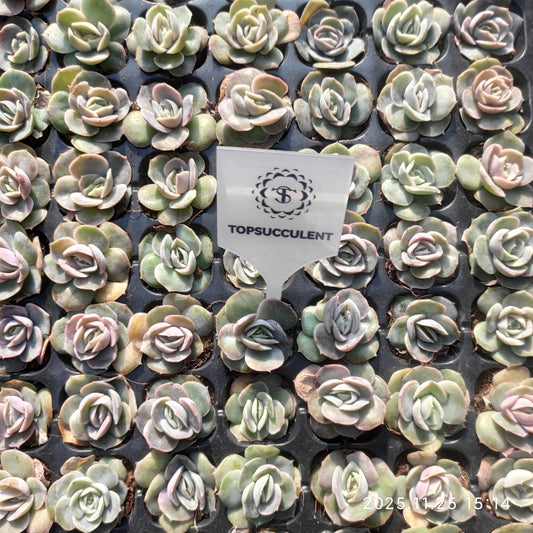 220661 ブルーサプライズ（3cm pot）（ポット苗）