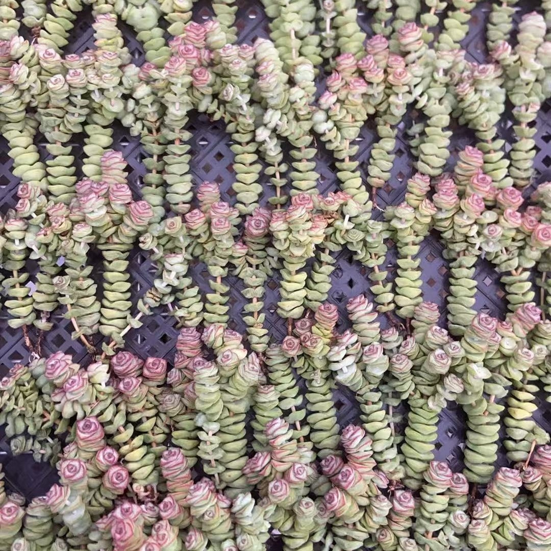 23178 パーフォーラッター