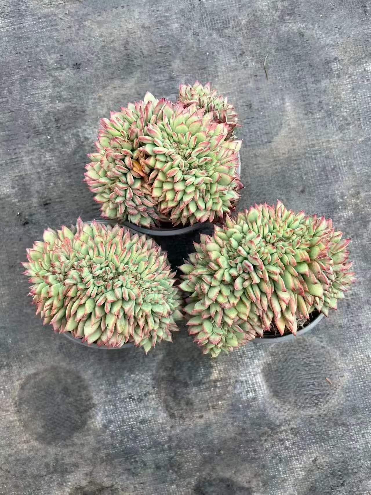 112330 ラタム 綴化