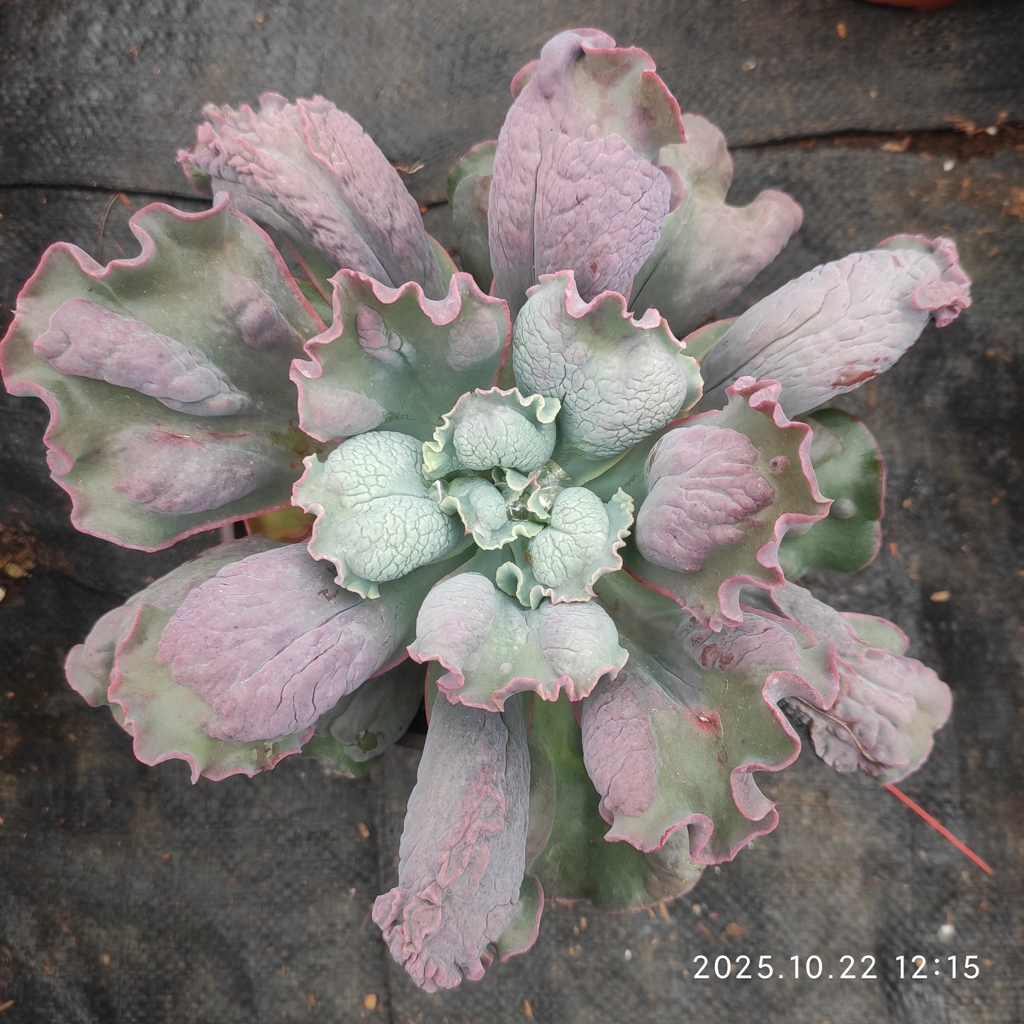 BC035 バロンボールド（18cm pot）