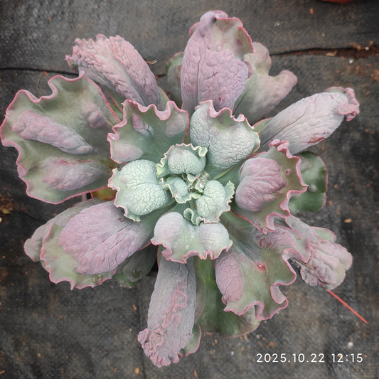 BC035 バロンボールド（18cm pot）