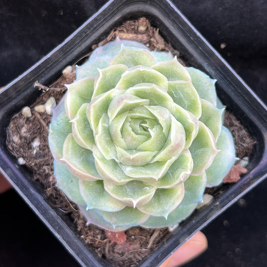 BL2016 シュリンプ　ダンプリングズ（7cm pot）