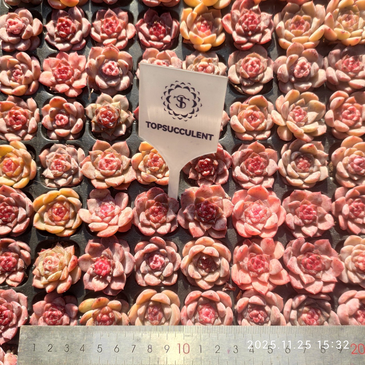 220551 スピリット フェアリー（3cm pot）（ポット苗）