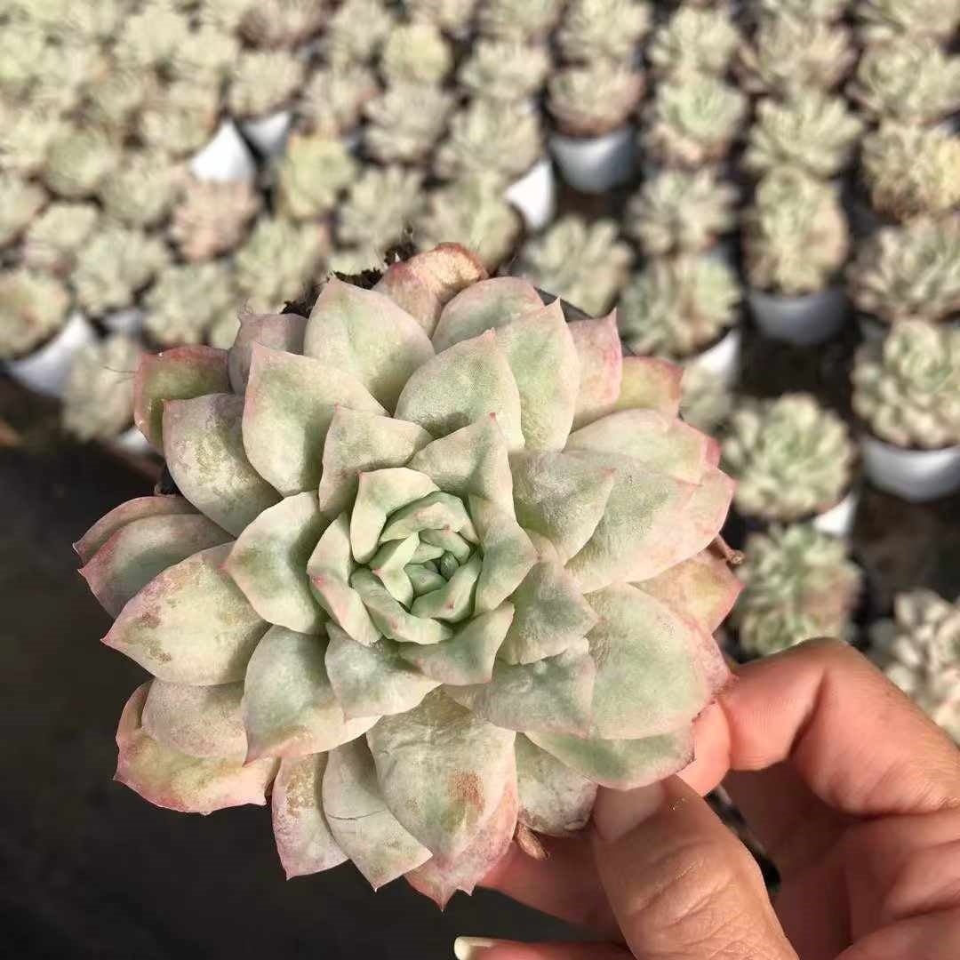 23598 バブル　クロス（9cm pot）