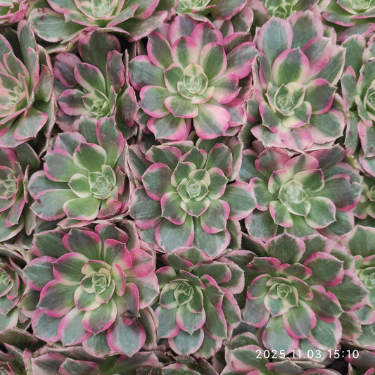 22306 ピンク　ジェード　モンロー（6cm pot）