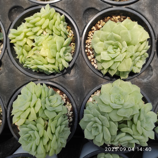 MMY925 ホワイトスワン（白鳥）（9cm pot）