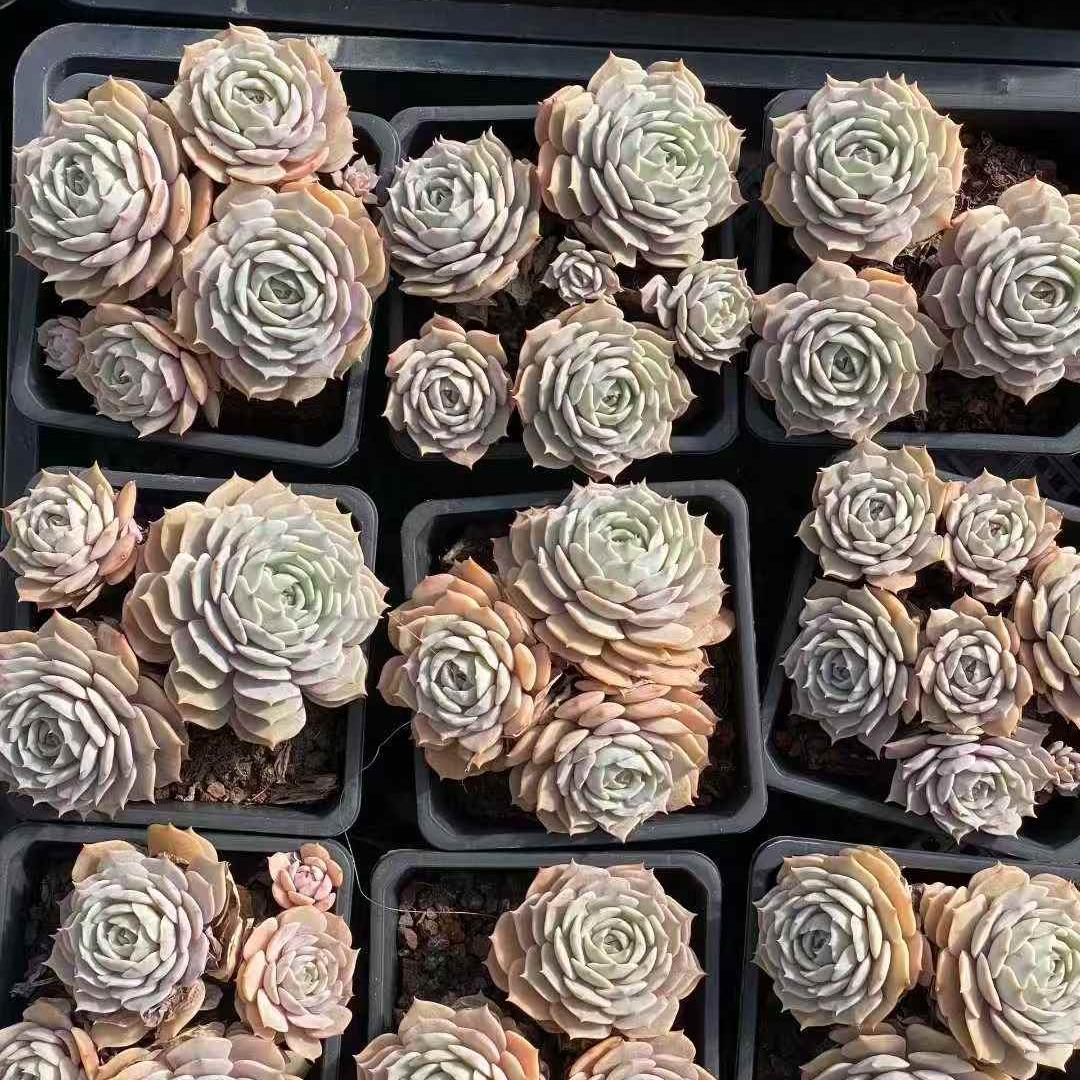 23550 ローラ（12cm pot）