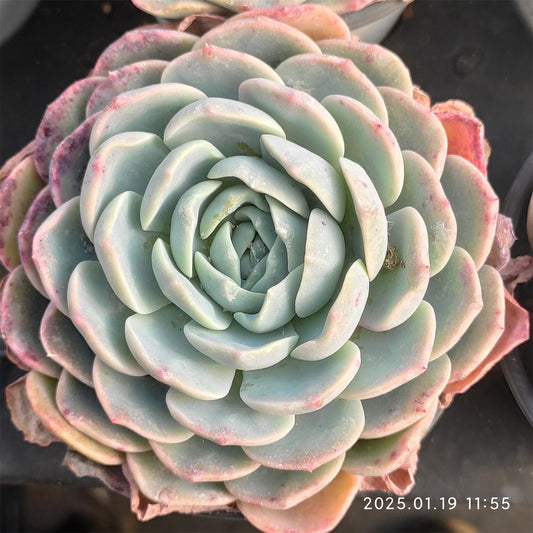 NGN401 ムーンハート(7cm pot)